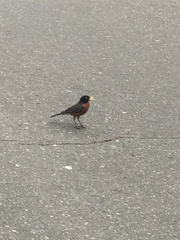 Turdus migratorius