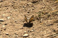 Lasiommata megera