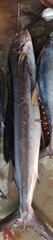 Istiophorus