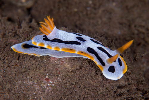 Chromodoris dianae Gosliner & Behrens, 1998