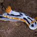 Diana's Chromodoris - Photo (c) Bernard Picton, some rights reserved (CC BY), uploaded by Bernard Picton
