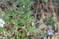 Nemophila pedunculata