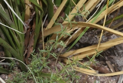 Galium microphyllum