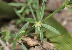 Galium microphyllum