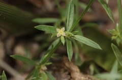 Galium microphyllum