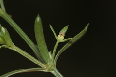 Galium microphyllum