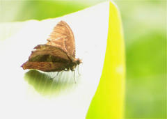 Panyapedaliodes drymaea