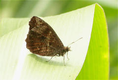 Panyapedaliodes drymaea