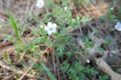 Nemophila pedunculata