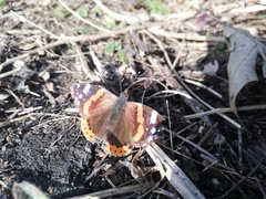 Vanessa atalanta