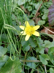 Ficaria verna