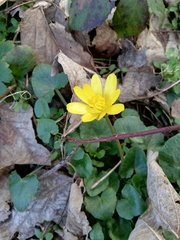 Ficaria verna