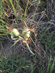 Hippeastrum stylosum