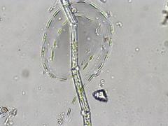 Elakatothrix