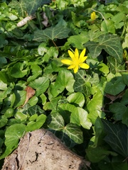 Ficaria verna