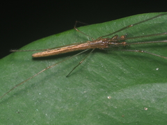 Tetragnatha chauliodus