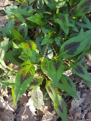 Persicaria