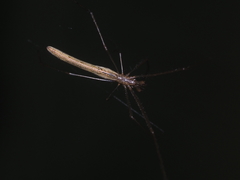 Tetragnatha chauliodus