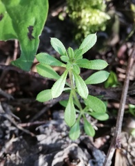 Galium aparine