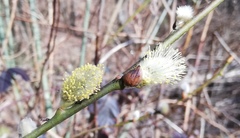 Salix caprea