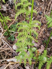 Pteridium aquilinum