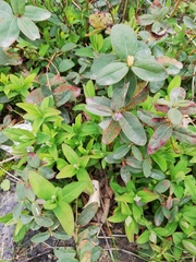 Hypericum