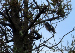 Chaetocercus mulsant