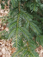 Taxus baccata