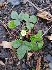 Fragaria vesca