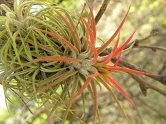 Tillandsia ionantha