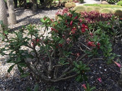 Adenium obesum