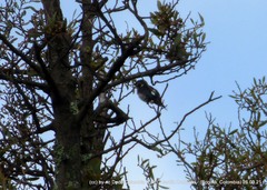 Chaetocercus mulsant