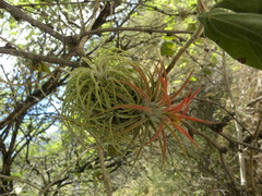 Tillandsia ionantha