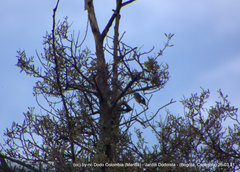 Chaetocercus mulsant