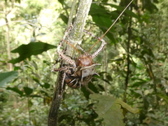 Cosmoderus