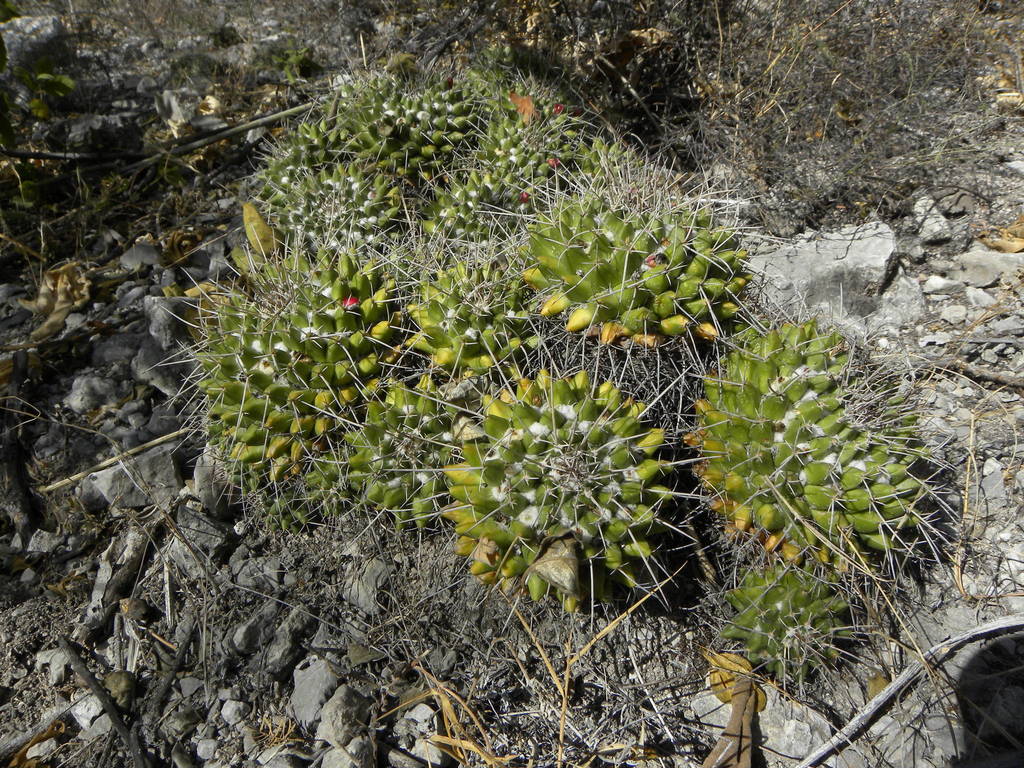 Mammillaria seitziana  iNaturalist