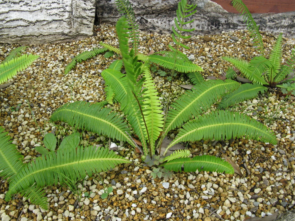 Japanese deer fern