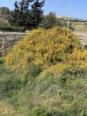 Acacia dealbata dealbata