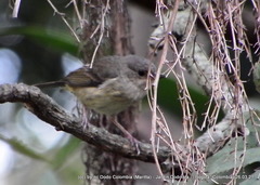 Diglossa albilatera