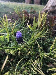 Muscari