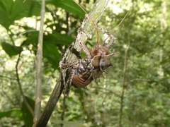 Cosmoderus