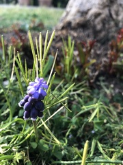 Muscari