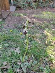 Ophrys exaltata arachnitiformis