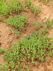 Trigonella foenum-graecum