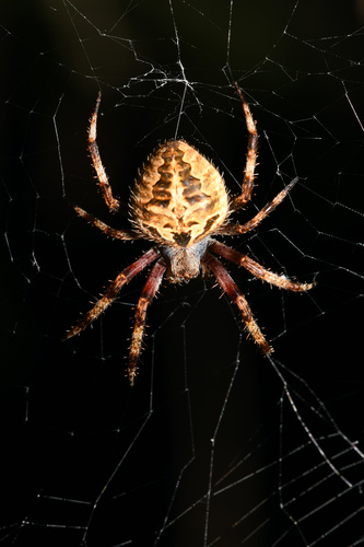 Vigilant Spotted Orbweaver