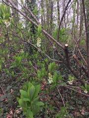 Oemleria cerasiformis