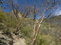 Bursera morelensis