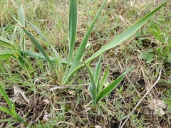 Yucca rupicola