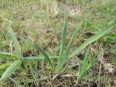 Yucca rupicola