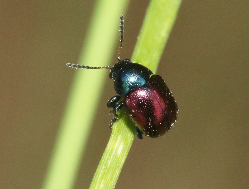 Spintherophyta